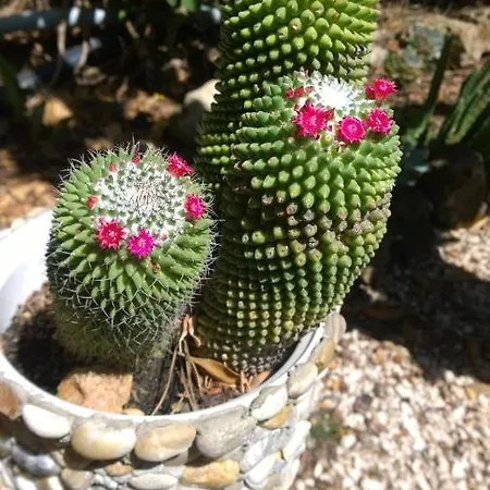 Buba Superior Panzió Anzio